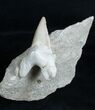 Otodus Fossil Shark Tooth In Matrix #3513-2